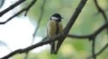 Beautiful Great Tit, Parus Major in Nature, Forest, Landscape HD Footage