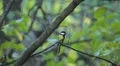 Beautiful Great Tit, Parus Major in Nature, Forest, Landscape HD Footage
