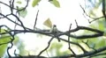 Beautiful Great Tit, Parus Major in Nature, Forest, Landscape HD Footage