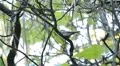 Beautiful Great Tit, Parus Major in Nature, Forest, Landscape HD Footage