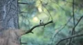 Beautiful Great Tit, Parus Major in Nature, Forest, Landscape HD Footage