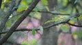 Beautiful Great Tit, Parus Major in Nature, Forest, Landscape HD Footage