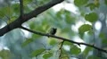 Beautiful Great Tit, Parus Major in Nature, Forest, Landscape HD Footage