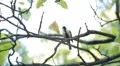 Beautiful Great Tit, Parus Major in Nature, Forest, Landscape HD Footage