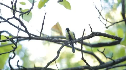 Beautiful Great Tit, Parus Major in Nature, Forest, Landscape Stock Footage 8900636