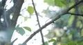 Beautiful Great Tit, Parus Major in Nature, Forest, Landscape HD Footage