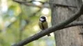Beautiful Great Tit, Parus Major in Nature, Forest, Landscape HD Footage