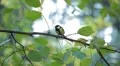 Beautiful Great Tit, Parus Major in Nature, Forest, Landscape HD Footage