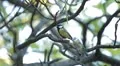 Beautiful Great Tit, Parus Major in Nature, Forest, Landscape HD Footage