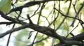 Beautiful Great Tit, Parus Major in Nature, Forest, Landscape HD Footage
