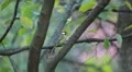 Beautiful Great Tit, Parus Major in Nature, Forest, Landscape HD Footage