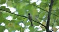 Beautiful Great Tit, Parus Major in Nature, Forest, Landscape HD Footage