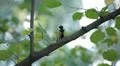 Beautiful Great Tit, Parus Major in Nature, Forest, Landscape HD Footage