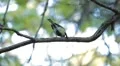 Beautiful Great Tit, Parus Major in Nature, Forest, Landscape HD Footage