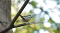 Beautiful Great Tit, Parus Major in Nature, Forest, Landscape HD Footage