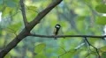 Beautiful Great Tit, Parus Major in Nature, Forest, Landscape HD Footage