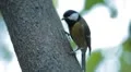Beautiful Great Tit, Parus Major in Nature, Forest, Landscape HD Footage