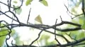 Beautiful Great Tit, Parus Major in Nature, Forest, Landscape HD Footage
