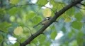 Beautiful Great Tit, Parus Major in Nature, Forest, Landscape HD Footage