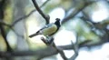 Beautiful Great Tit, Parus Major in Nature, Forest, Landscape HD Footage
