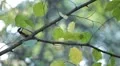 Beautiful Great Tit, Parus Major in Nature, Forest, Landscape HD Footage