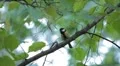 Beautiful Great Tit, Parus Major in Nature, Forest, Landscape HD Footage