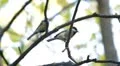 Beautiful Great Tit, Parus Major in Nature, Forest, Landscape HD Footage