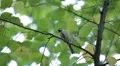 Beautiful Great Tit, Parus Major in Nature, Forest, Landscape HD Footage