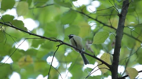 Beautiful Great Tit, Parus Major in Nature, Forest, Landscape Stock Footage 8901979