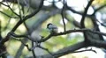 Beautiful Great Tit, Parus Major in Nature, Forest, Landscape HD Footage