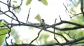 Beautiful Great Tit, Parus Major in Nature, Forest, Landscape HD Footage