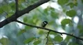 Beautiful Great Tit, Parus Major in Nature, Forest, Landscape HD Footage