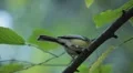 Beautiful Great Tit, Parus Major in Nature, Forest, Landscape HD Footage