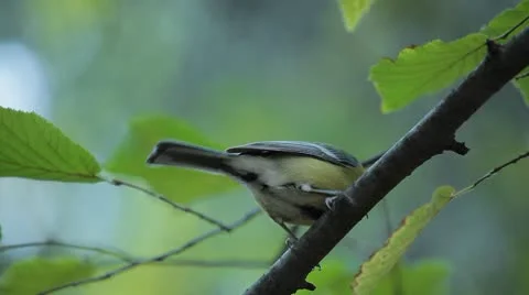 Beautiful Great Tit, Parus Major in Nature, Forest, Landscape Vídeo Stock 8902129