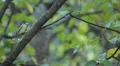 Beautiful Great Tit, Parus Major in Nature, Forest, Landscape HD Footage