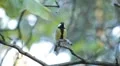 Beautiful Great Tit, Parus Major in Nature, Forest, Landscape HD Footage
