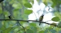Beautiful Great Tit, Parus Major in Nature, Forest, Landscape HD Footage