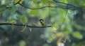 Beautiful Great Tit, Parus Major in Nature, Forest, Landscape HD Footage