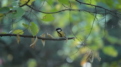 Beautiful Great Tit, Parus Major in Nature, Forest, Landscape Stock Footage