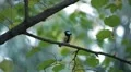 Beautiful Great Tit, Parus Major in Nature, Forest, Landscape HD Footage