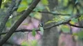 Beautiful Great Tit, Parus Major in Nature, Forest, Landscape HD Footage