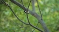 Beautiful Great Tit, Parus Major in Nature, Forest, Landscape HD Footage