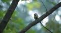 Beautiful Great Tit, Parus Major in Nature, Forest, Landscape HD Footage