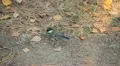 Beautiful Great Tit, Parus Major in Nature, Forest, Landscape HD Footage