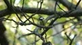 Beautiful Great Tit, Parus Major in Nature, Forest, Landscape HD Footage