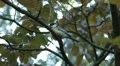 Beautiful Great Tit, Parus Major in Nature, Forest, Landscape HD Footage