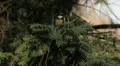 Beautiful Great Tit, Parus Major in Nature, Forest, Landscape HD Footage