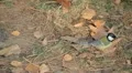 Beautiful Great Tit, Parus Major in Nature, Forest, Landscape HD Footage