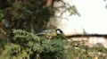 Beautiful Great Tit, Parus Major in Nature, Forest, Landscape HD Footage