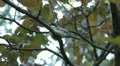 Beautiful Great Tit, Parus Major in Nature, Forest, Landscape HD Footage